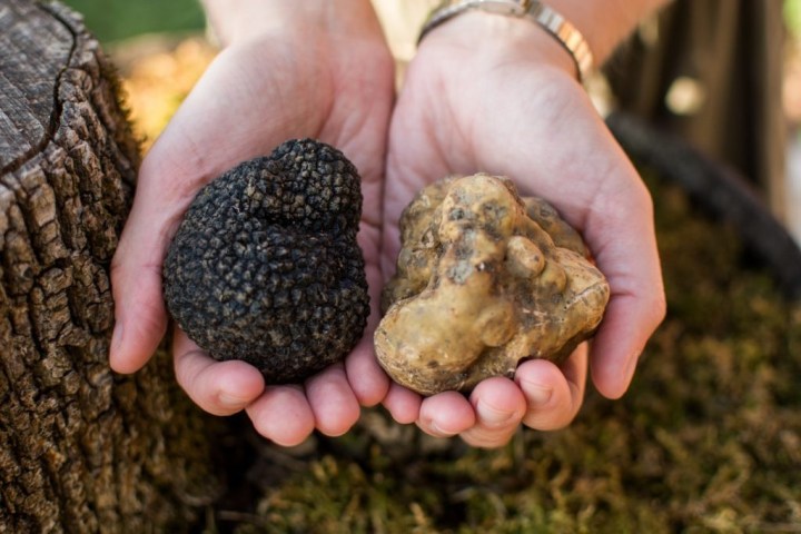 Hands holding a black truffle and a white truffle next to a tree stump.