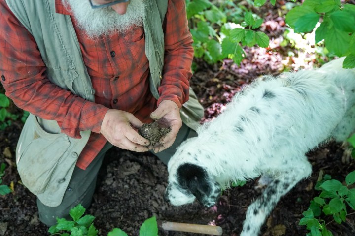Person in red plaid shirt holding soil with a white and black dog nearby in a leafy setting.