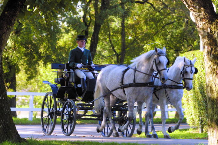 Carriage with two white horses driven by a person in formal attire on a leafy path.