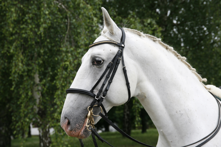White horse with braided mane wearing bridle, standing outdoors.