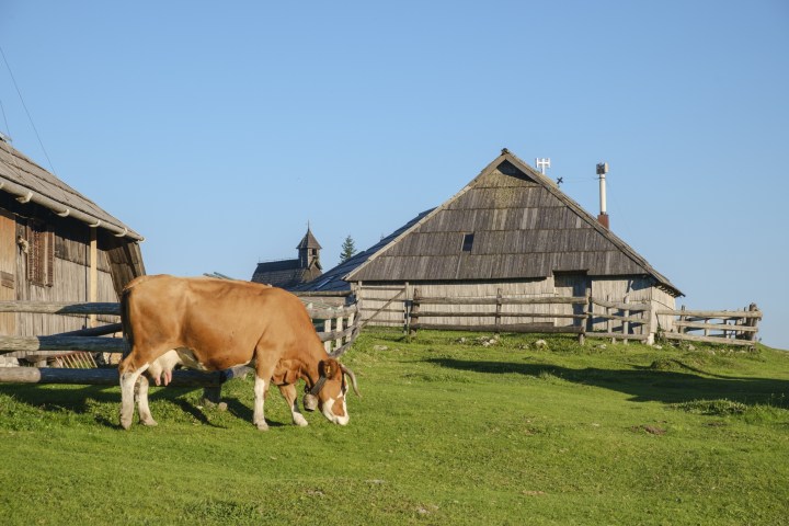 Cow grazing on grass near wooden cabins under clear blue sky.
