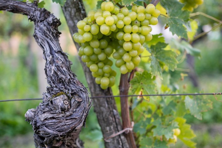 Close-up of green grape bunch on vine with leaves and wooden branch.
